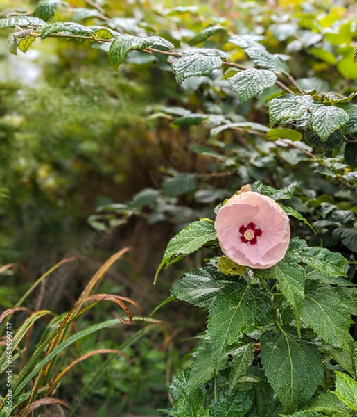 Fototapeta flower in the garden
