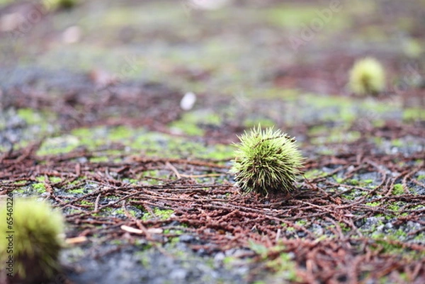 Fototapeta Chestnuts falling in autumn