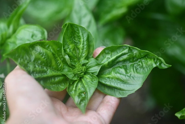 Obraz hand holding basil