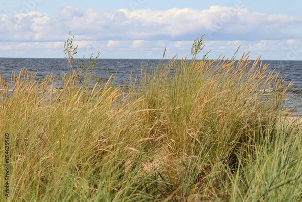 Fototapeta grass on the beach