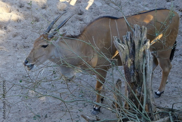 Fototapeta impala in the wild