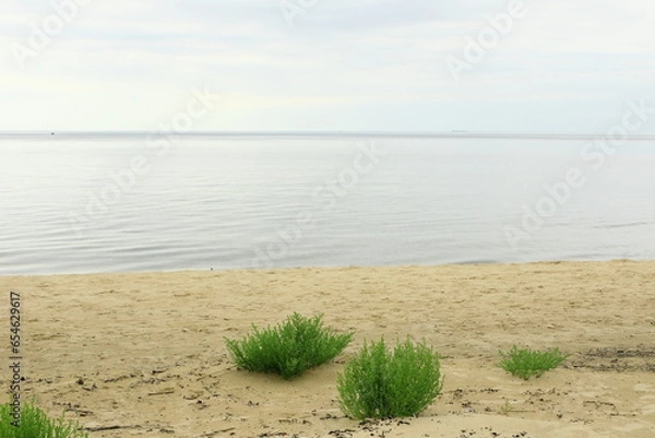 Fototapeta grass on the beach