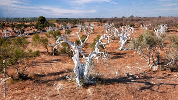 Obraz Albero di olivo con xylella - salento