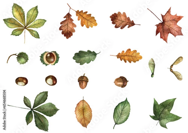 Obraz  Leaves Autumn