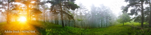 Obraz Закат в сосновом лесу