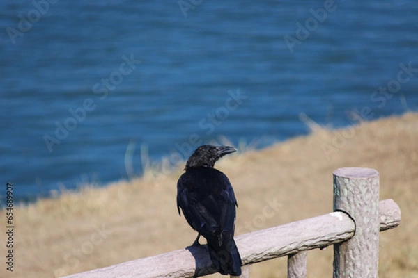 Obraz 柵にとまるカラス