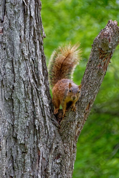 Obraz A Texan Fox Squirrel with it tail raised, on a fork in the branches of a Pecan Tree in a backyard of a property near Richmond.