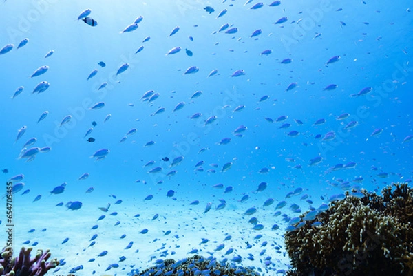 Fototapeta 沖縄　魚の群れ