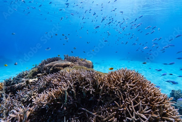 Fototapeta 沖縄　珊瑚の風景７