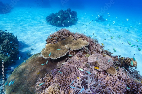 Fototapeta 沖縄　珊瑚の風景５