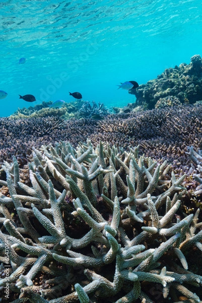Fototapeta 沖縄　珊瑚の風景４