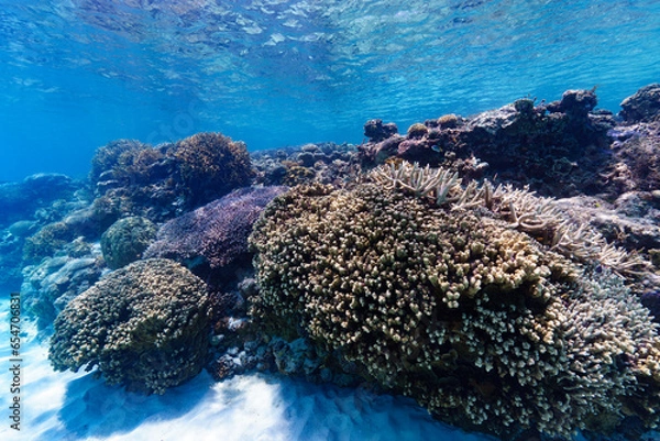 Fototapeta 沖縄　珊瑚の風景２