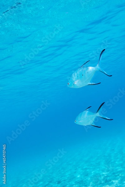 Fototapeta コバンアジ　水中写真２