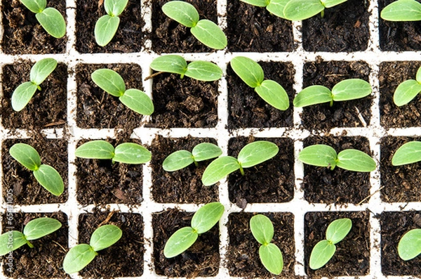 Fototapeta Cucumber seedlings