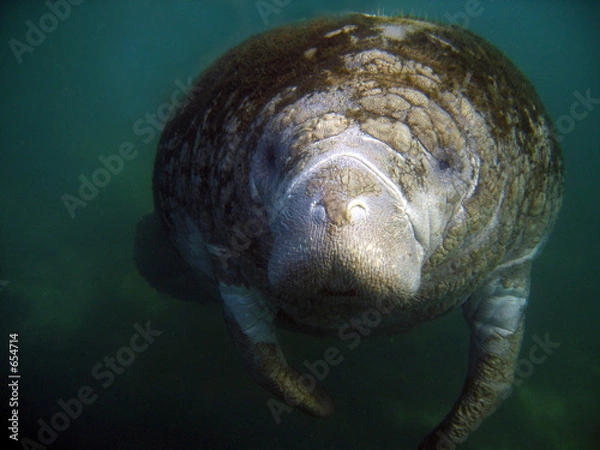 Obraz manatee