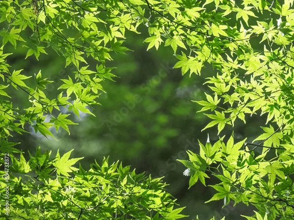 Fototapeta 青紅葉6