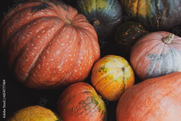 Fototapeta A lot of different pumpkins on the floor. Halloween holiday. Horizontal photo. Closeup.