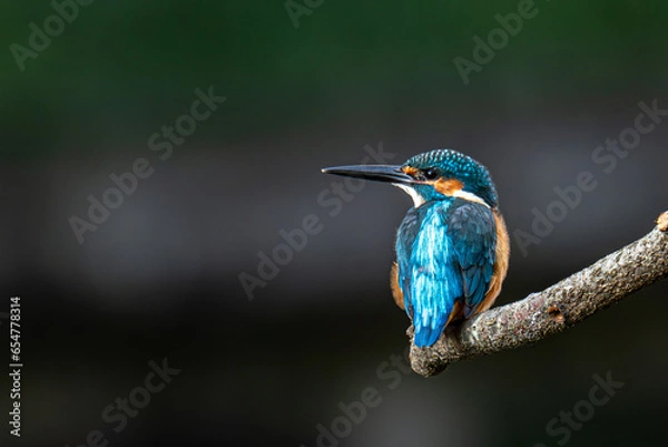 Obraz 木の枝にとまるカワセミ