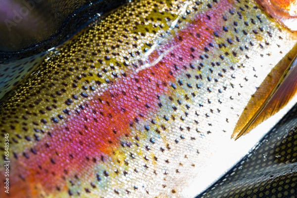 Fototapeta Native Deschutes Redside Rainbow Trout
