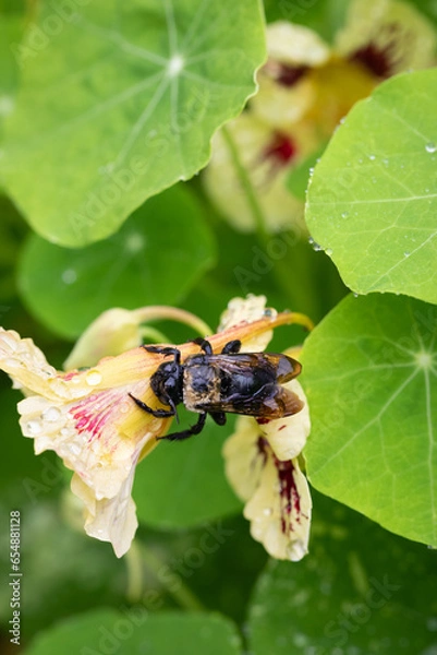 Obraz Closeup of eastern carpenter bee on nasturtium flower with green leaves in background