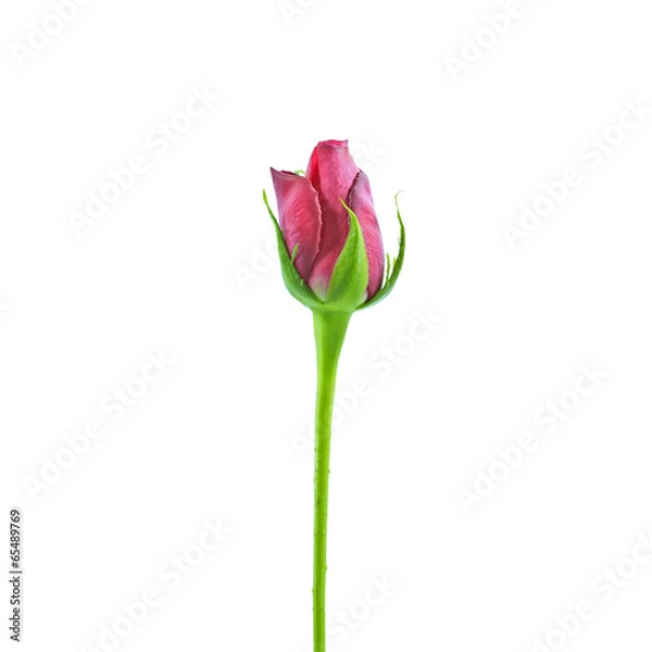 Obraz Red roses on a white background