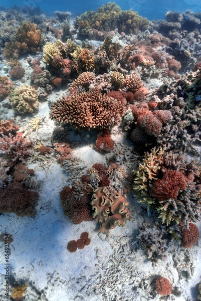 Obraz Clorfull corals in red sea