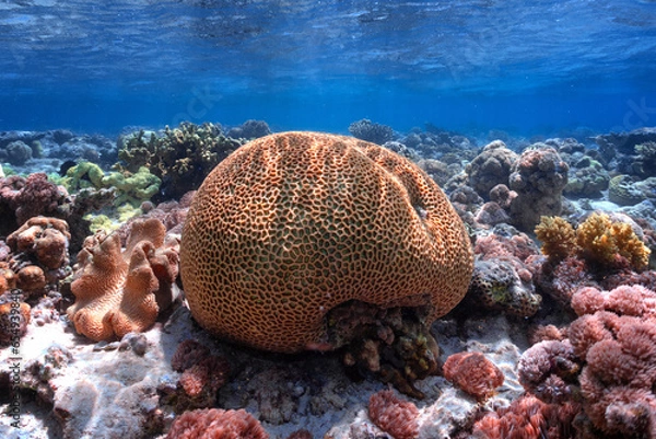 Obraz Coral ball formation