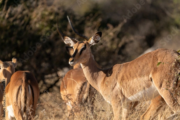 Obraz Antelopes in the Savannah