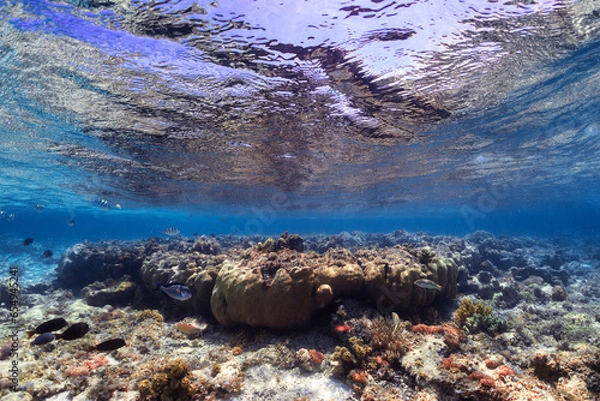 Obraz coral reef ecosystem