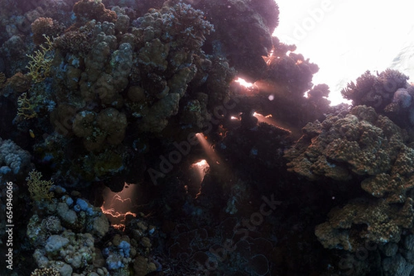 Obraz Dramatic light on coral reef