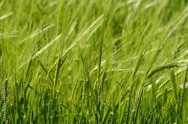Obraz Ähren im Wind