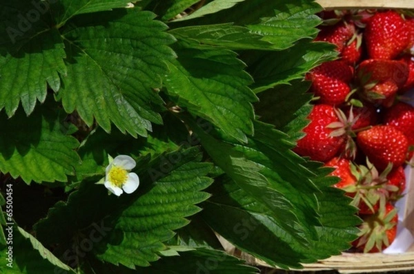 Obraz Erdbeerblüte und Ernte