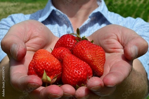 Obraz Erdbeeren vom Bauern