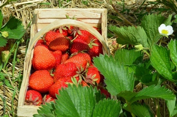 Obraz Erddeeren bei der Ernte