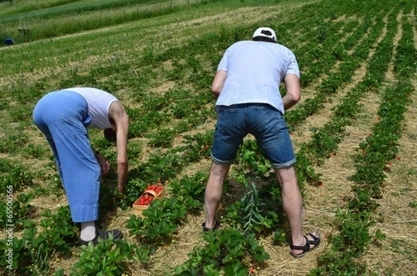 Obraz Bauern bei Erdbeerernte