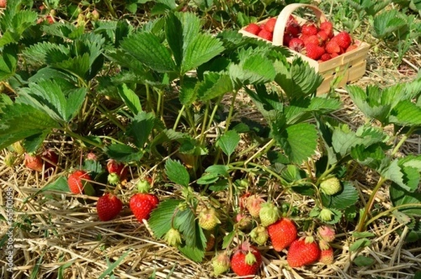 Obraz Erbeeren am Feld