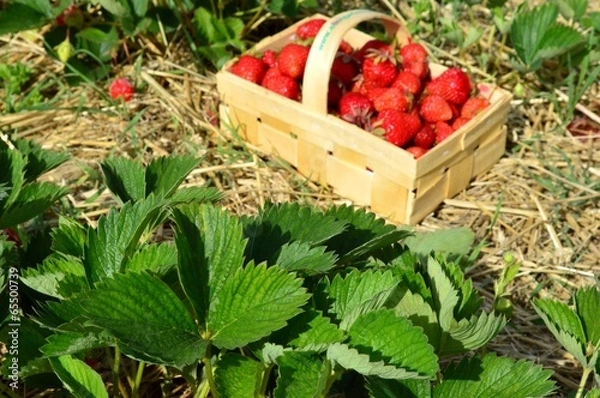 Obraz Erdbeerfeld mit Ernte