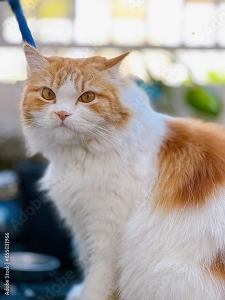 Obraz cute orange persian cat