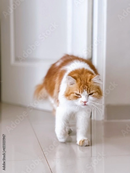 Obraz cute orange persian cat