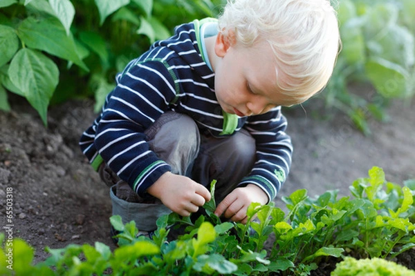 Obraz Junge erntet im Garten