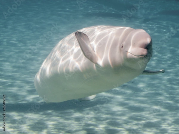 Fototapeta Wieloryb bieługi (Delphinapterus leucas) w akwarium
