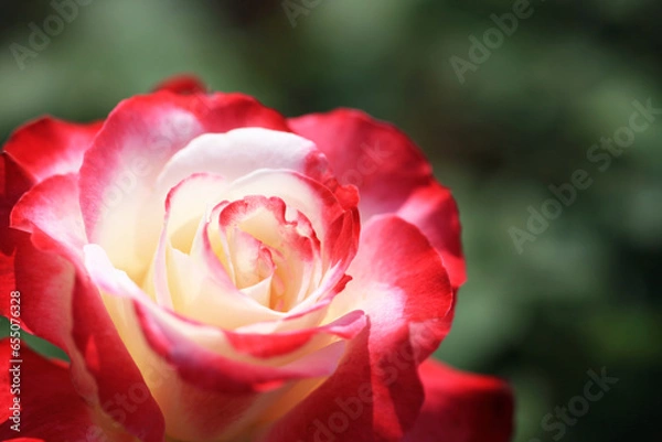 Obraz バラの花（Double Delight）