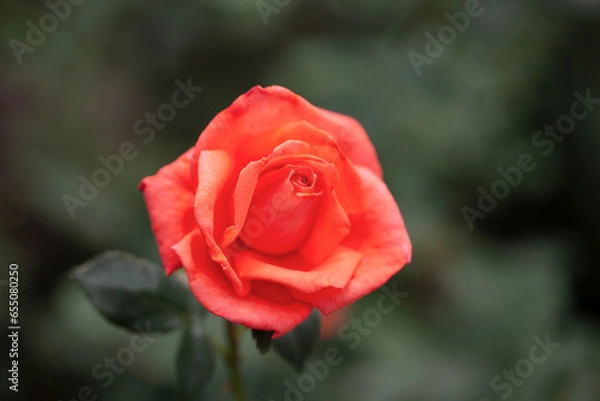 Obraz 背景が美しいオレンジ色のバラの花（Super Star）