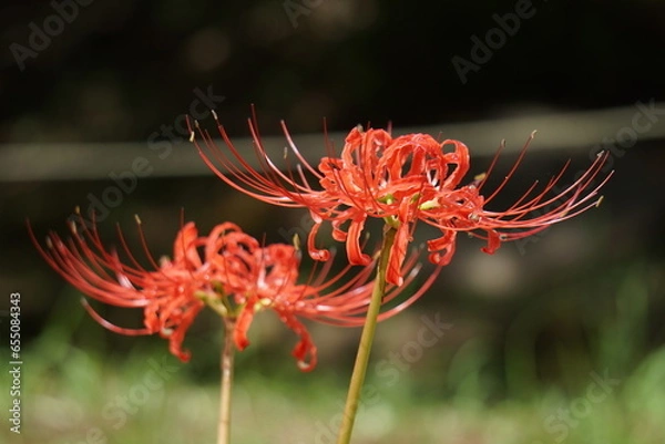 Obraz 彼岸花