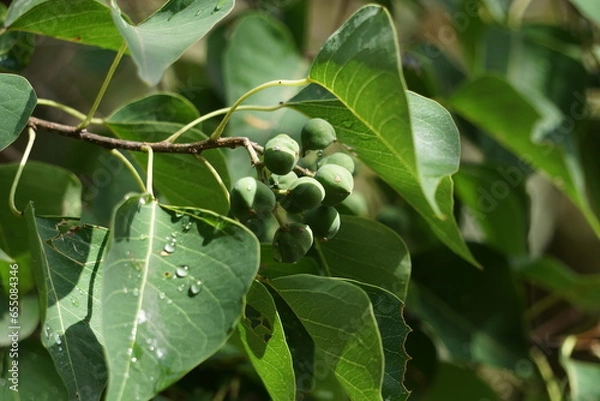 Obraz ナンキンハゼの実