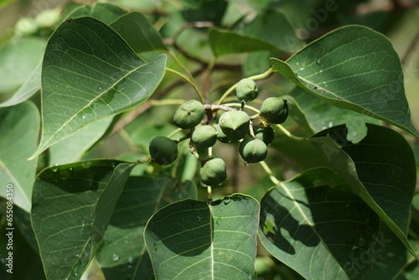 Obraz ナンキンハゼの実