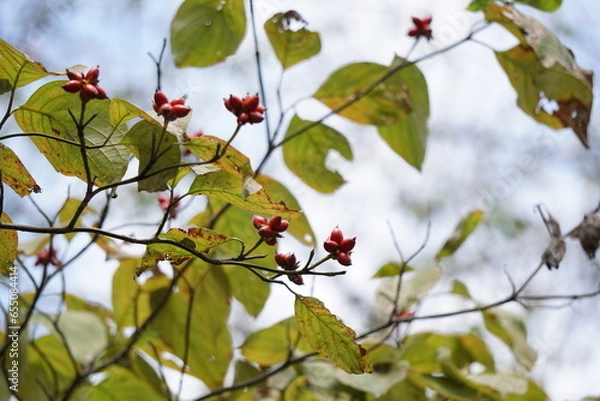 Obraz ハナミズキの実