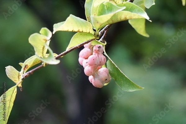 Obraz コブシの実