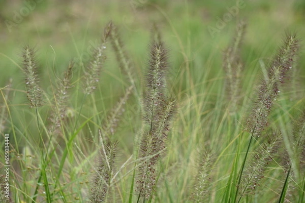 Obraz チカラシバ