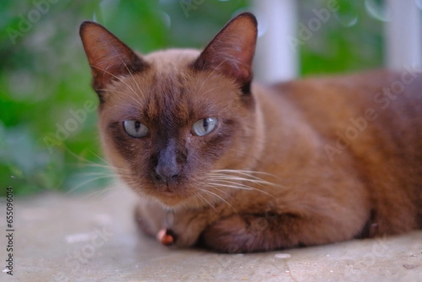 Obraz portrait of a cat